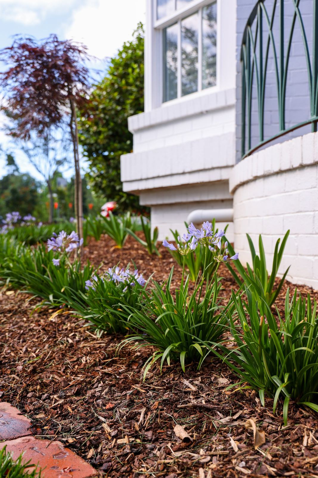 Strappy planting and agapanthus in fresh mulch against the white cottage