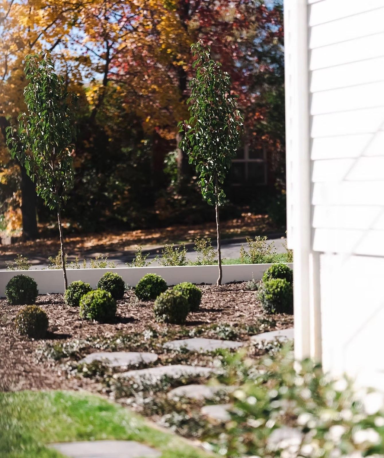 Front garden with ornamental pears and buxus balls in fresh mulch beds