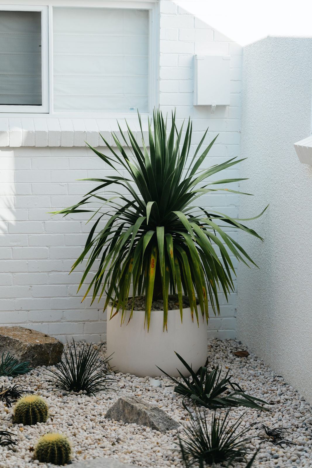 Dracaena in a white pot set in a white-pebble desert bed against the painted brick wall