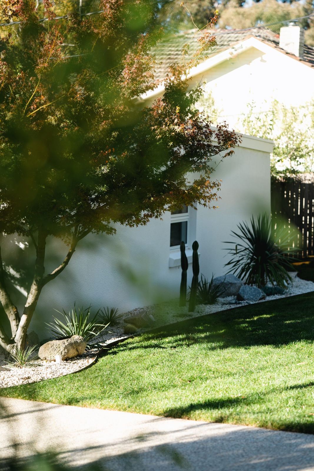View down the side garden: white-pebble desert planting and cacti beside the white mid-century home, autumn tree above
