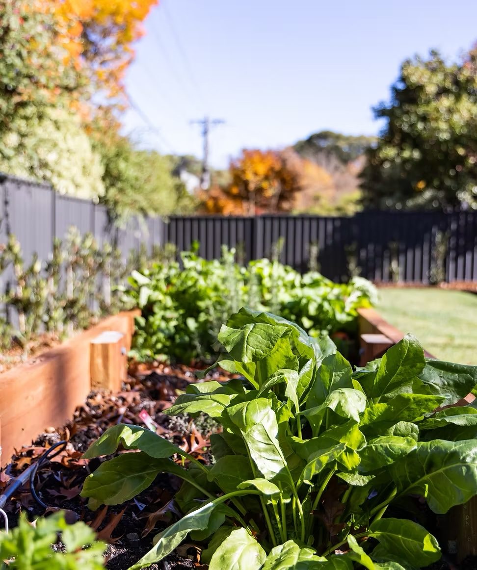 Raised timber beds planted with leafy greens against a dark fence and autumn tree