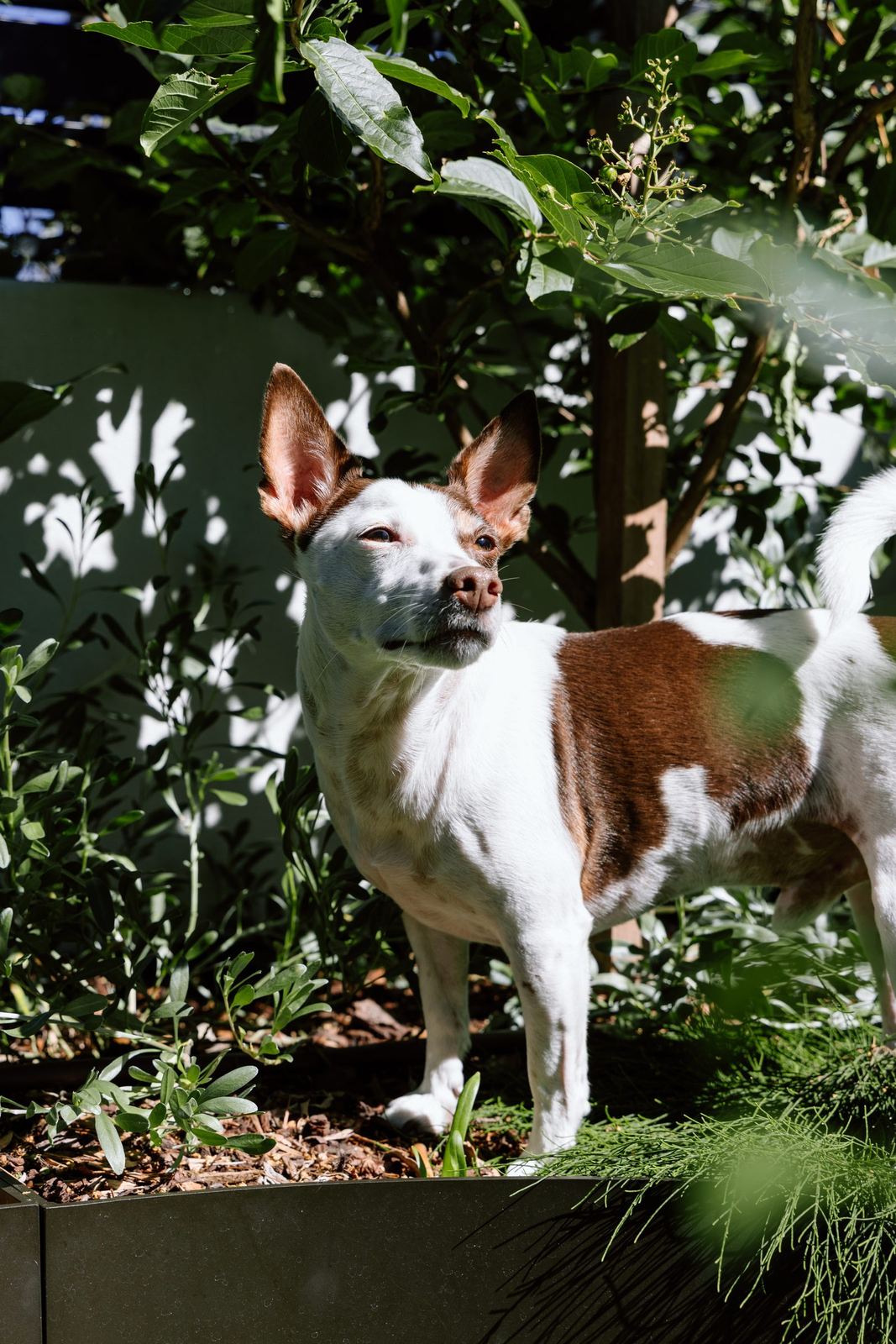 Jack Russell in lush ornamental grasses and silver foliage against dark fencing