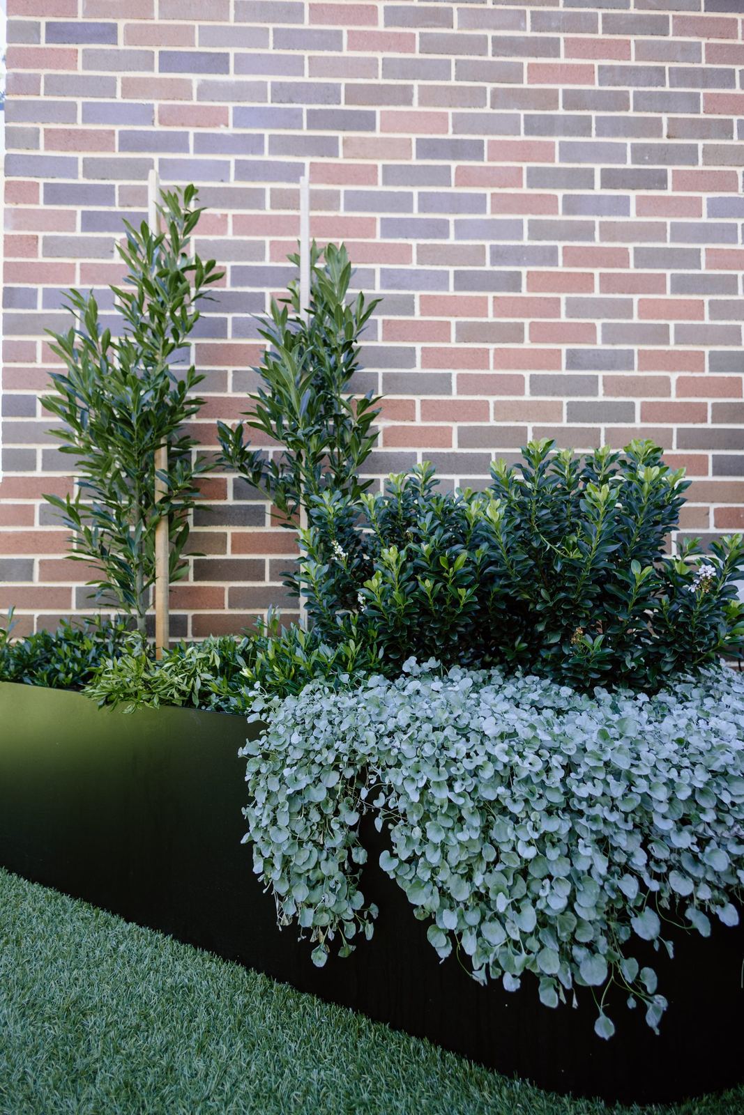 Clipped buxus and silver dichondra groundcover in a raised bed against a brick wall