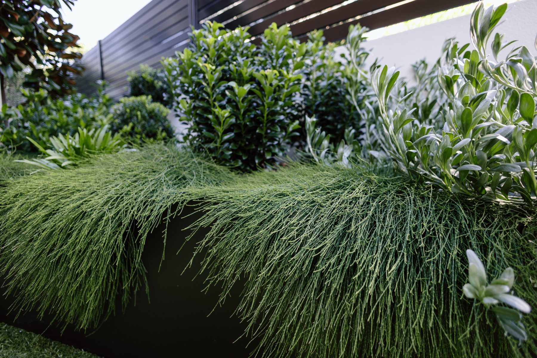 Narrabundah: layered native planting of grasses, silver foliage and clipped greens against dark fencing