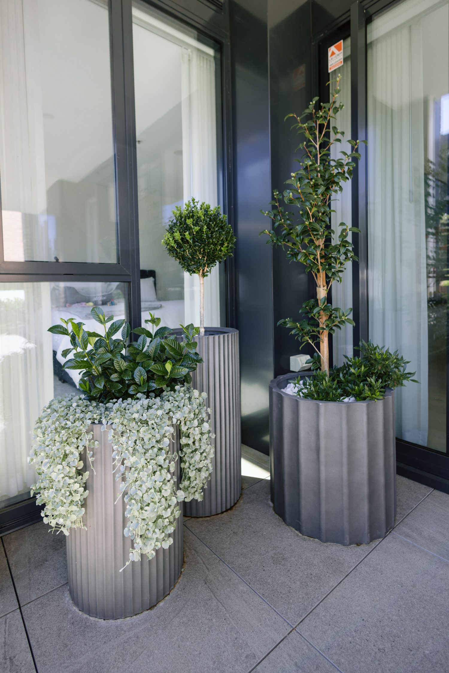 Tiled terrace with fluted concrete planters, topiary standards and trailing groundcover against dark glazing