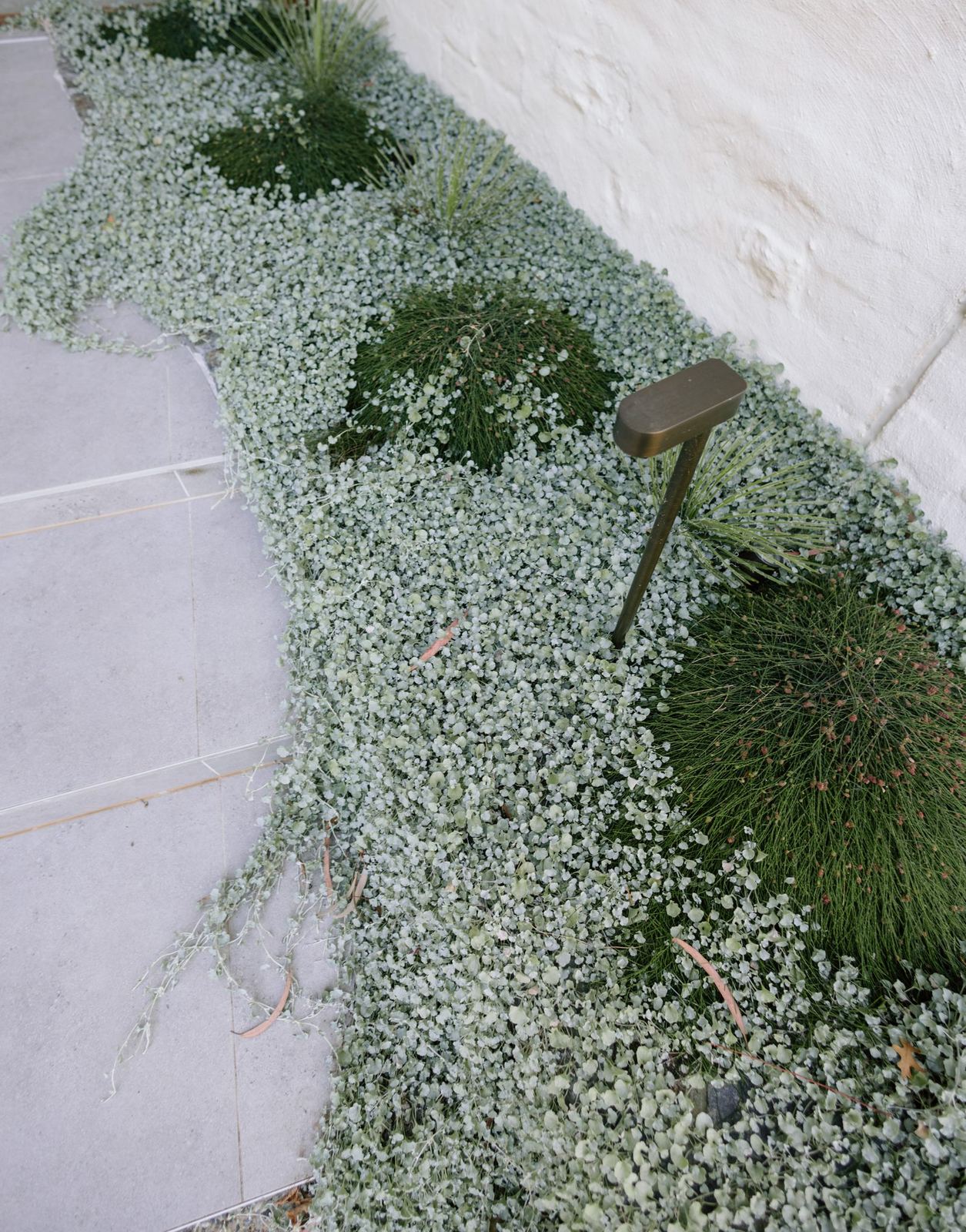 Silver dichondra groundcover spilling over pavers with a spiky feature plant
