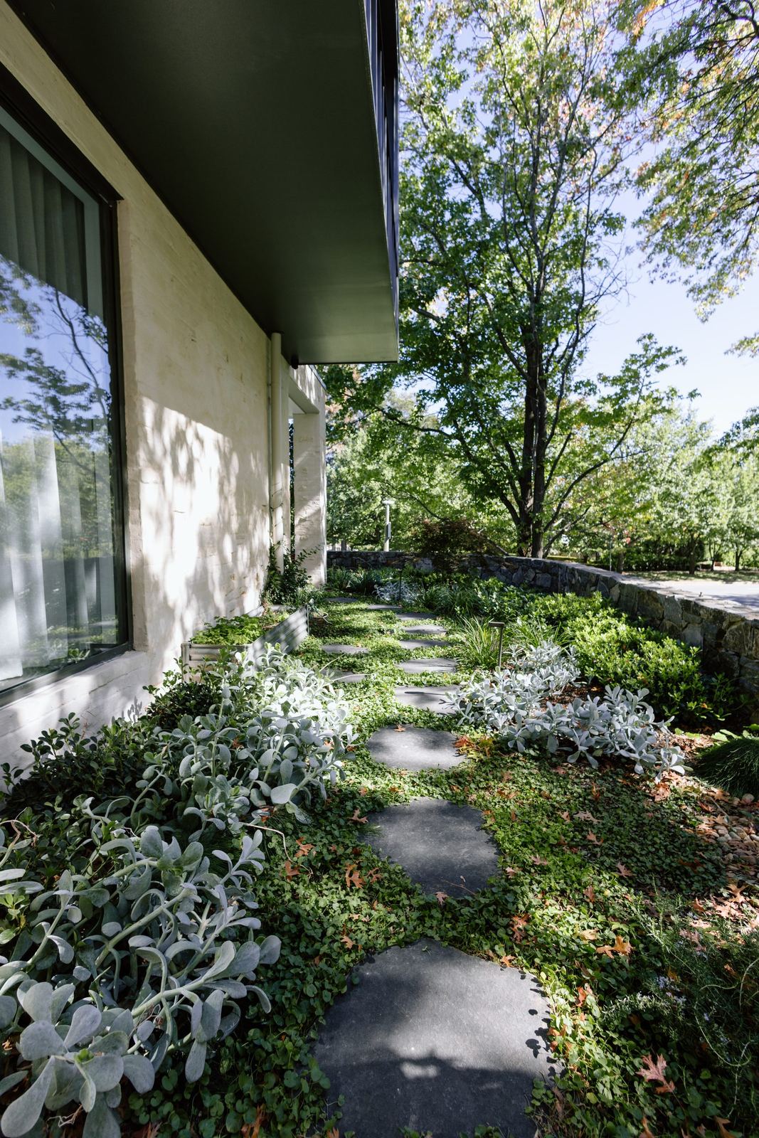 Stepping stones set through silver groundcover in a dappled side garden