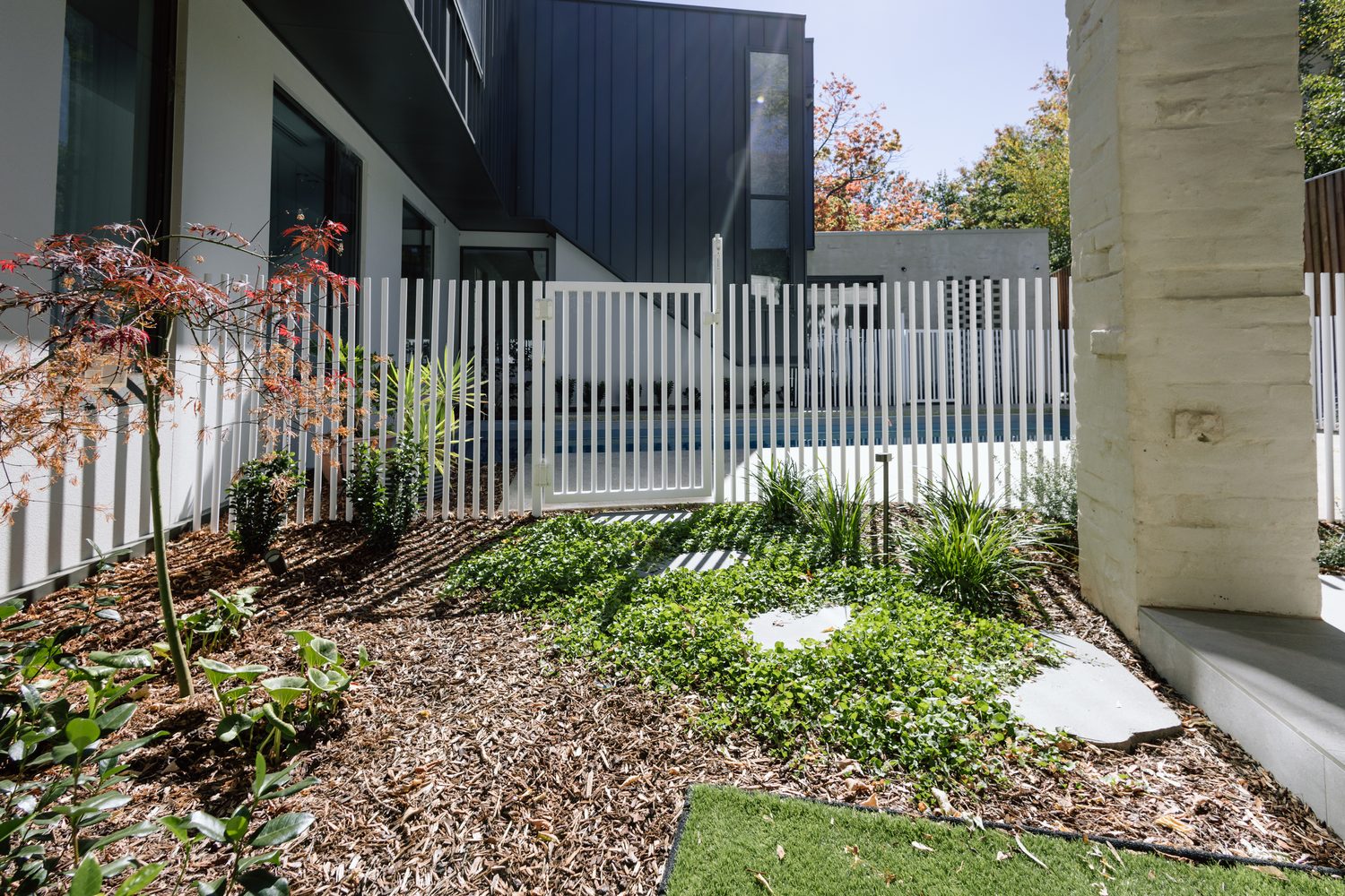 Rear garden bed with Japanese maple, grasses and clipped greens against white fencing